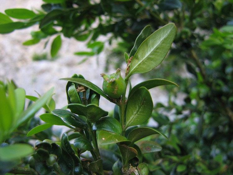 Buxus sempervirens